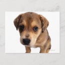 Suche nach mischrasse Hund