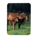 Recherche de jument magnets Plomb langrish