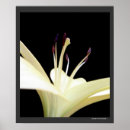 Suche nach stargazer lilie poster Foto