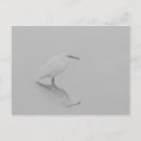 Suche nach watts postkarten Vogelbeobachtung