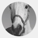 Recherche de cheval de autocollants Campagne