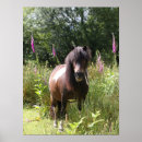 Suche nach shetland pony poster Stehend