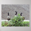 Recherche de canada goose posters Photographie