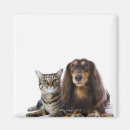 Recherche de chat japonais magnets Mignon