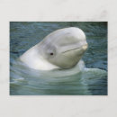 Recherche de beluga cartes postales Mignon