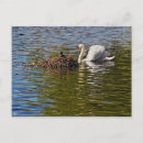 Recherche de eurasien cartes postales Nature