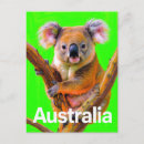 Suche nach koala bären postkarten Australisch