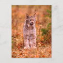 Suche nach rotluchs Wildtiere
