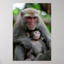Recherche de singe de bébé posters Jeune animal