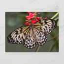 Recherche de nymphe cartes postales Macro