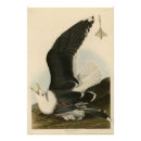 Suche nach möwen poster Vogel