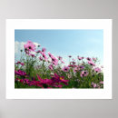 Recherche de fleur de cosmos posters Fleurs