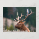 Suche nach geweihe postkarten Wildtiere