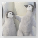 Suche nach kaiser pinguin untersetzer Tier