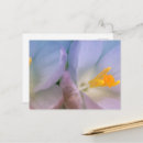 Suche nach krokus postkarten Frühling