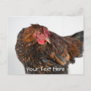 Recherche de drôles de coq cartes postales Volaille
