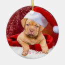 Suche nach pitbull wohnen zuhause Niedlich