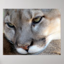 Recherche de mis en danger posters Sauvage