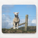 Recherche de brebis tapis souris Mouton