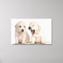 Suche nach retriever leinwandbilder Farbbild