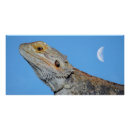 Recherche de lézards posters Animal