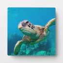 Suche nach schwimmen für fotoplatten Ozean