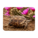 Recherche de état magnets Cactus