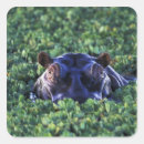 Suche nach masai aufkleber Adam jones