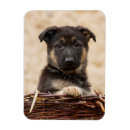 Recherche de allemand magnets Animal