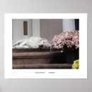 Suche nach veranda poster Blume
