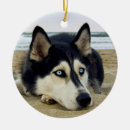 Suche nach sibirischer husky ornamente Huskies