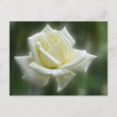 Recherche de blanche cartes postales Rose