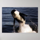 Suche nach orca poster Natur