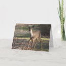 Suche nach weißer schwanz karten Tierwelt