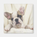 Suche nach englische bulldogge magnete Studioschuß