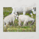 Suche nach baby goat poster Natur