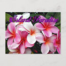 Suche nach plumeria postkarten Hawaii