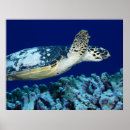 Suche nach sea life poster Meer