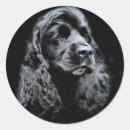 Recherche de de cocker autocollants Amoureux des chiens