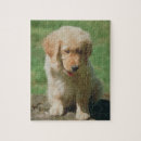Recherche de golden retriever puzzle Chiot