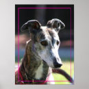 Recherche de lévrier art Chiot