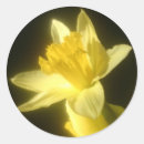 Suche nach narzisse aufkleber Gelbe blumen