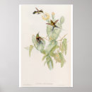 Suche nach gould poster Kolibri