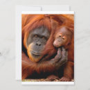 Suche nach tierfamilie karten Affe