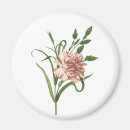 Recherche de oeillet magnets Flore