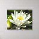 Suche nach wasserlilien leinwandbilder Lilienpolster