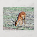 Recherche de gazelle cartes postales Afrique