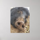 Suche nach schweine leinwandbilder Liebe