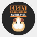 Recherche de cobaye autocollants Cochons de guinée