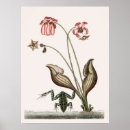 Suche nach frog poster Natur